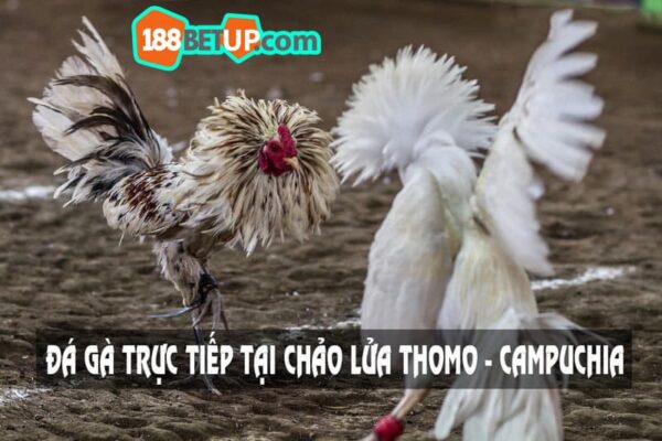 Đá gà thomo - Đồng hành cùng các chiến kê giành chiến thắng